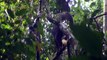 Young Bonobos Playing in DRC Forest | Conservation International (CI)