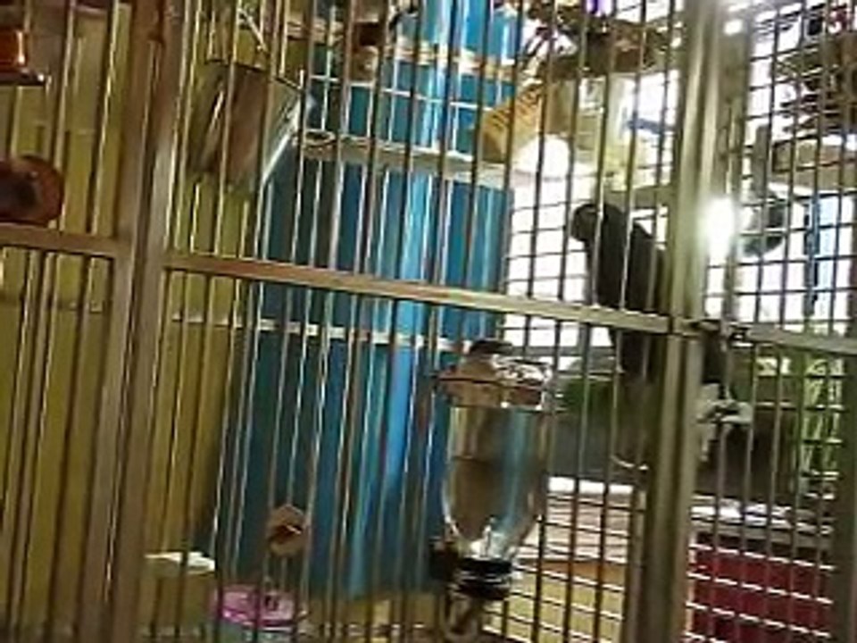 Django talking and singing