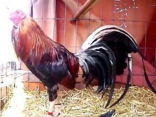 GALLO DE PELEA SEMENTAL-ALBANY AMERICANO DE TRES AMIGOS Y JC ALLEN