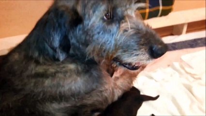 Irish Wolfhound - 1 week old Puppy´s
