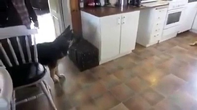 German Shepherd scared of Stuffed Toy Tiger. Very Funny!