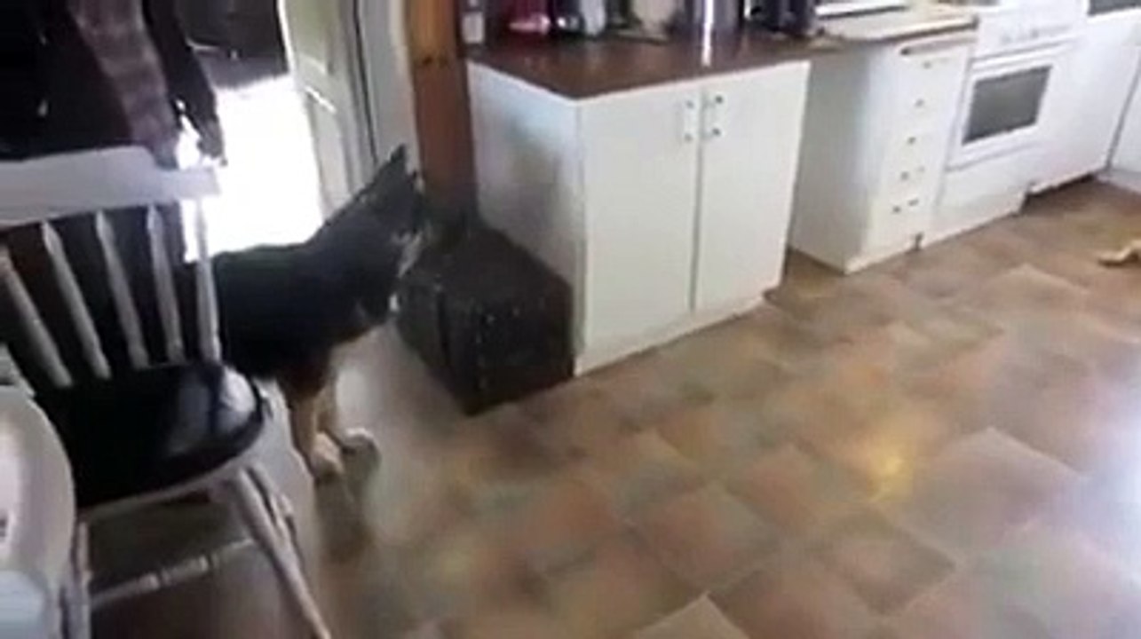 German Shepherd scared of Stuffed Toy Tiger. Very Funny!