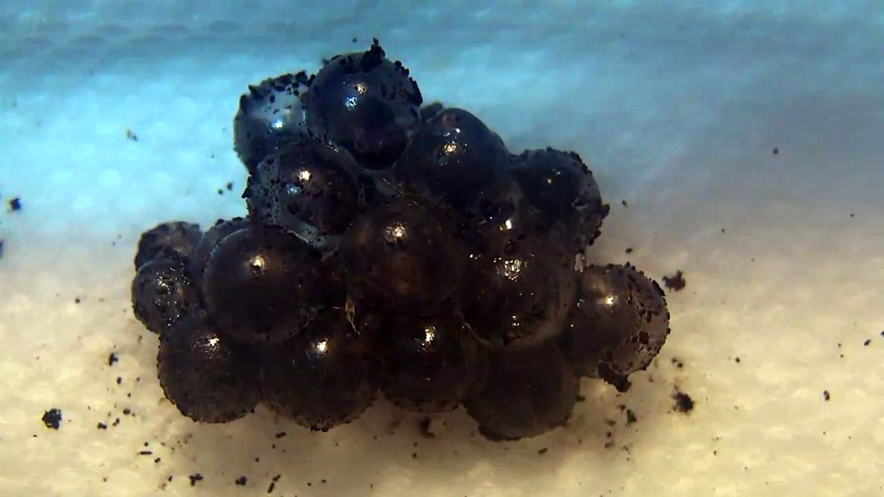 Birth of a Coqui Frog