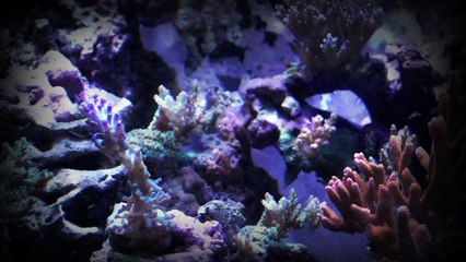 Mr. Saltwater Tank's 2012 Holiday Gift Buying Guide