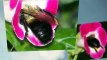 Save the Bumblebees from extinction, Bumblebees decline