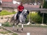 PLAN - 2005 Grey Andalusian Stallion for sale