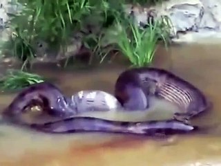 Giant Anaconda Eat Cow ! Really ?
