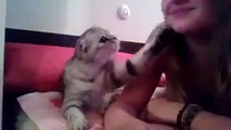 Cat Asks For A Kiss! SO CUTE! ★ funny cats, cute cats, cute kitten, crazy cats, hilarious cats - YouTube