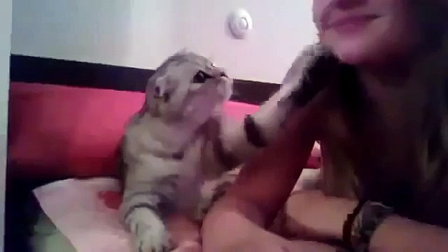 Cat Asks For A Kiss! SO CUTE! ★ funny cats, cute cats, cute kitten, crazy cats, hilarious cats - YouTube