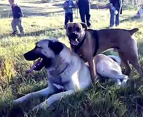 Kangal, Bull boxer and Middle asian ovtcharka