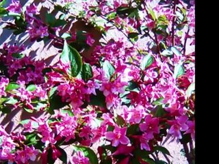 Po "Kopų balsų" dangum - 50, Nelly Paltinienė ir Eugenijus Ivanauskas.wmv