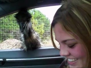 African Safari-Texas Style