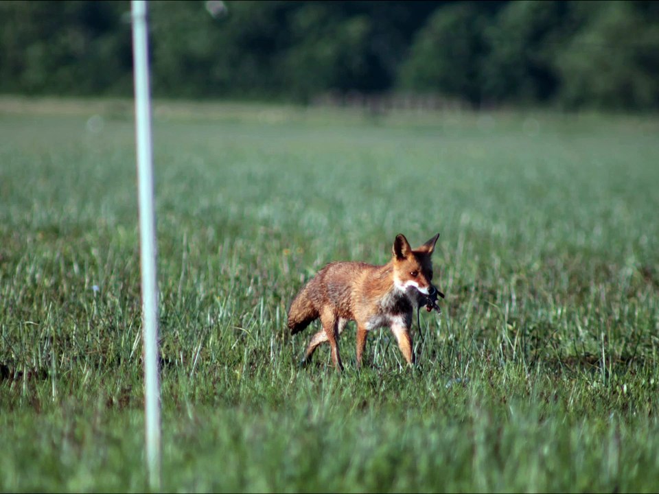 Marais du Lac de Grand Lieu Le: 07/06/2015