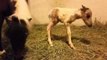 Newborn Foal Stretches Its Legs