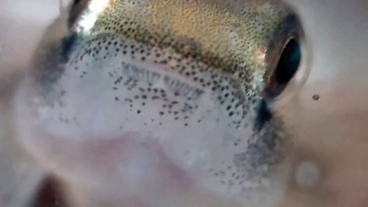 Stiphodon SP. (Wiu)