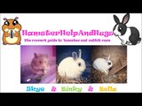 My Top 5 Household Objects For Hamsters And Rabbits