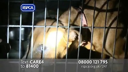 RSPCA Advert - 24/7 2012