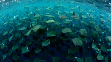 Nature : vivez l'envol impressionnant des raies manta