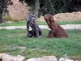 Mastino Napoletano - Cuccioli Allevamento degli Alleri