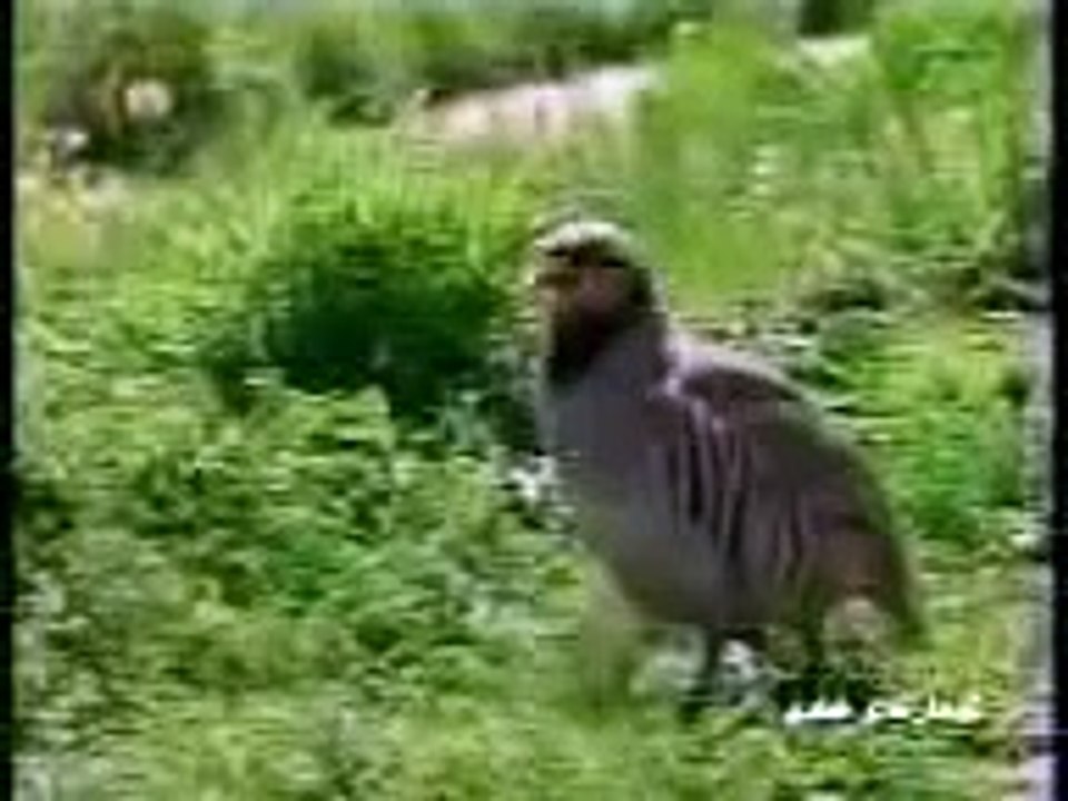 كه و جوانه كوردستان عراق kurdistan tv