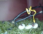 Morelia viridis hatching ,Chondropython, Baumpython Schlupf,Green tree python