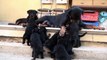 Rottweiler  Puppies playing