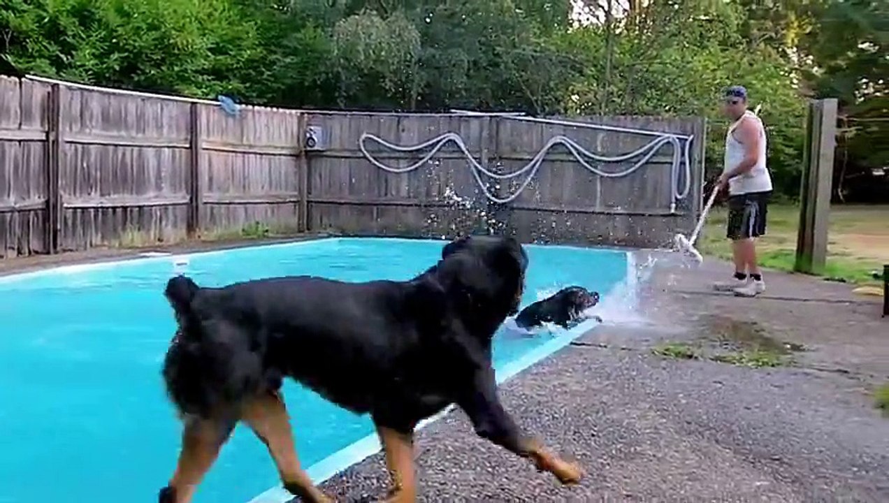 Rottweiler jump in swimming pool - Part 2