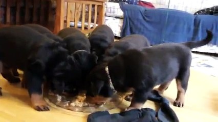Hungry Rottweiler puppies