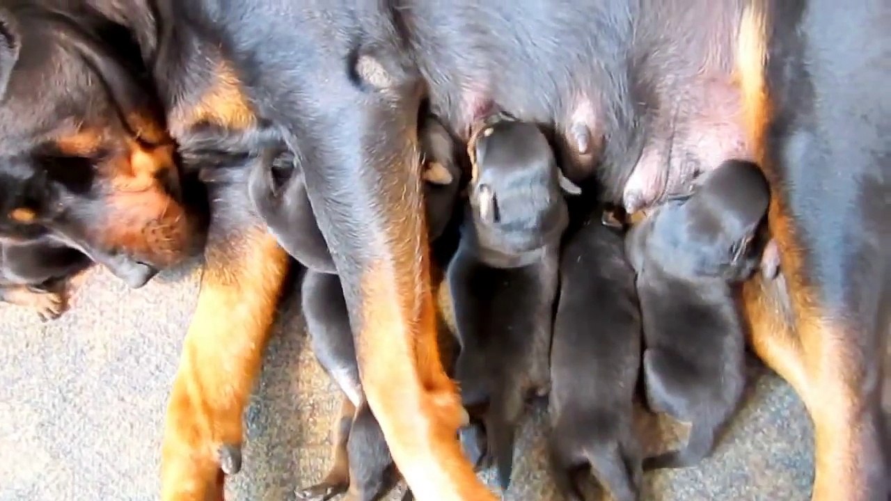 Adult rottweiler with puppies