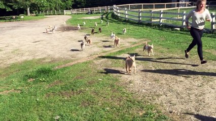 Running of the Goats 2015 Sunflower Farm