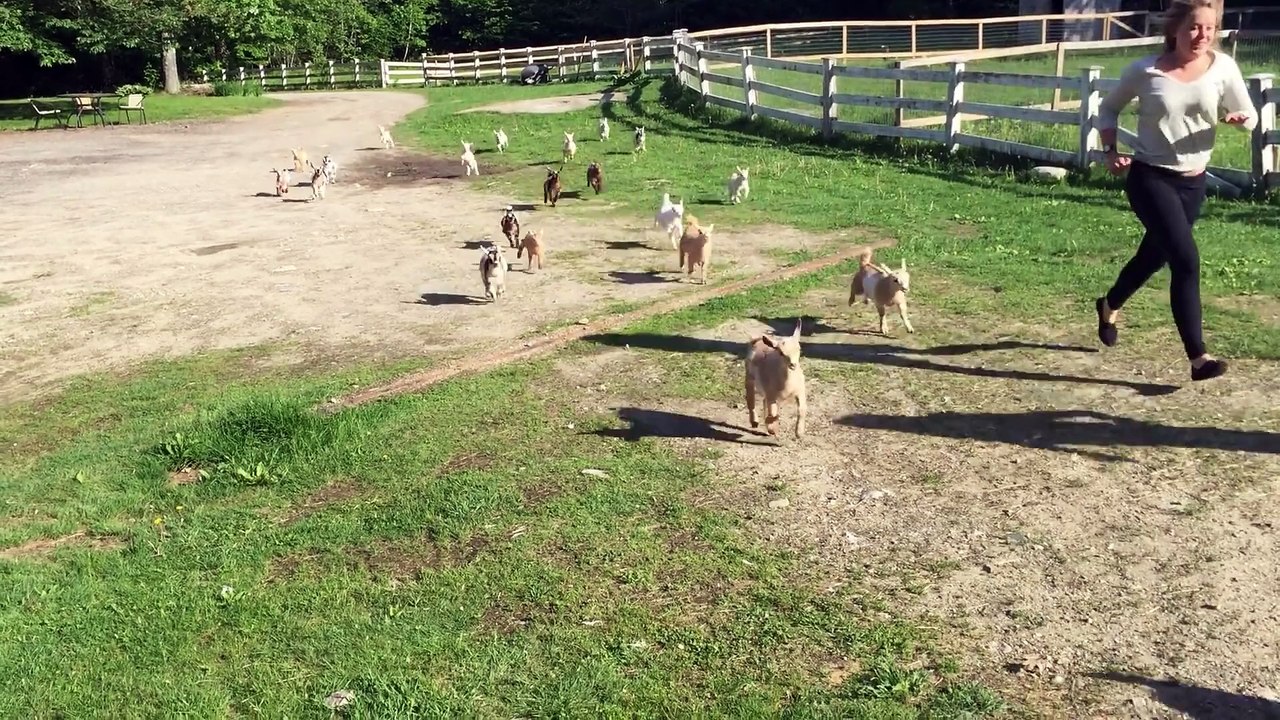 Course de chèvre : trop mignon