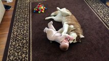 Siberian Husky plays gently with baby