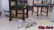 Siberian Husky Puppies Playing,Barking And Sleeping