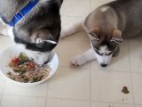 Siberian Husky Puppy tries to steal food from Dad, Brother warns her