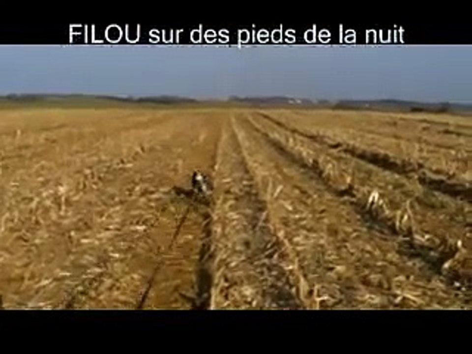 Rapprocheur et ferme sur sanglier.FILOU 8 mois.