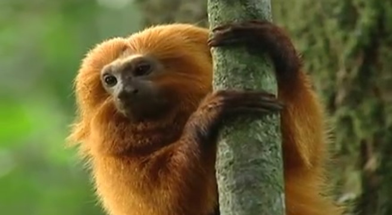 Altın Aslan Başlı Maymun