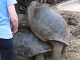 Horny Galapagos Turtles