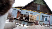 11 Jumping Cats Siberian cat Кубок Кошляндии по прыжкам в длину 6 ноября 2014,ПРЫЖКИ