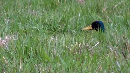 Человек и природа.Дикие Утки  Man and priroda.Dikie Ducks