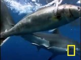 Dünyanın En Yırtıcı Balığı - Büyük Beyaz Köpek Balığı - Balikmarketim