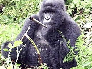 Exclusive: Gorilla 'Bokito' escaped from dutch zoo.