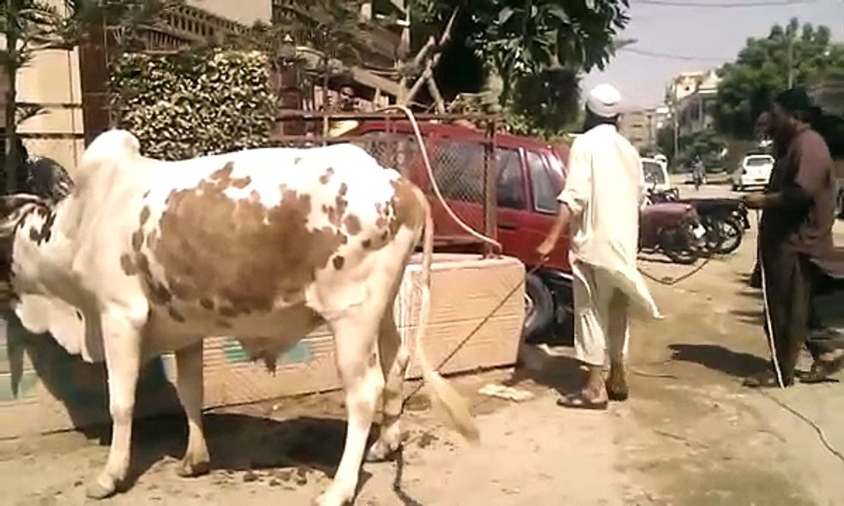 best cow qurbani 2014