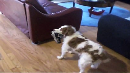 Brittany Spaniel saying hello at the door