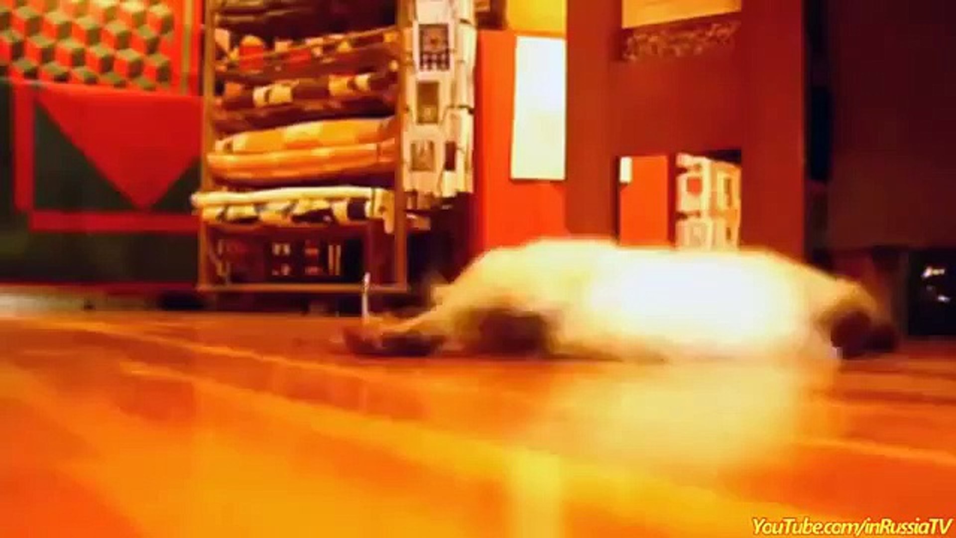 FUNNY VIDEOS: Funny Cats - Funny Cat Videos - Funny Animals - Cats Funny Sliding Compilation