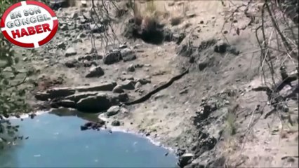 Aslan Pitonu avlıyor