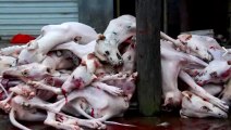 Yulin Dog Meat Festival - Stop it now!!! (Warning graphic content)