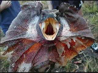 Criptozoologia  Animales Extraños Marinos