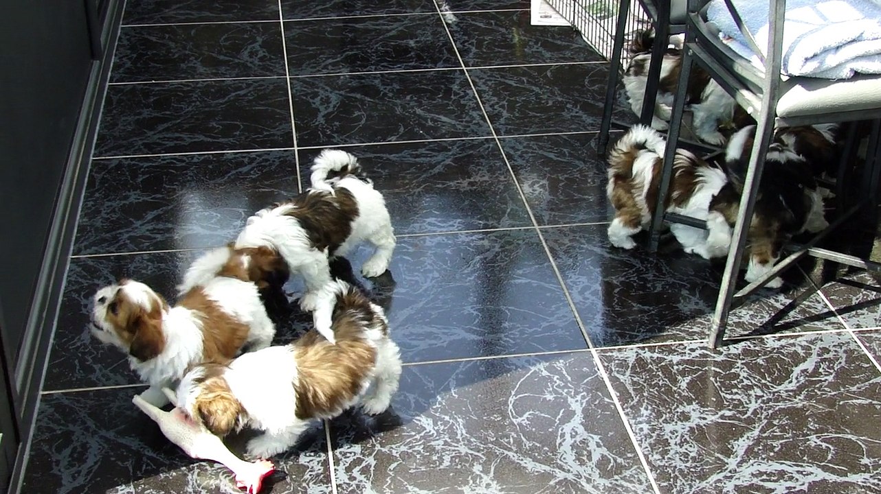 LES BB EN VADROUILLE