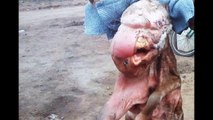 【閲覧注意】アルゼンチンの農家で人の顔を持つ化け物が誕生ｗｗｗｗｗｗｗｗ