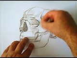 speed drawing human skull - how to draw skulls